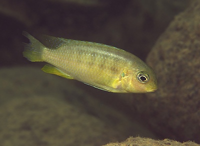 Tropheops sp. 'mauve yellow' Pombo Rocks